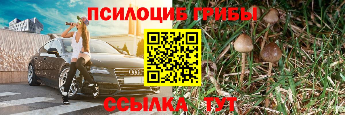 Псилоцибиновые грибы Psilocybe Дзержинский